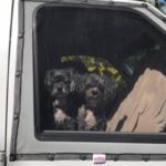 ventilation for dogs