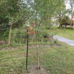 bracing willow tree